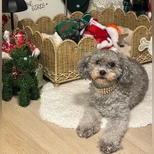 Live Show - Random Find